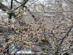 桜の蕾