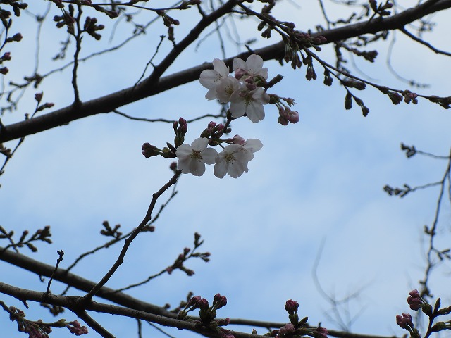 新井薬師公園の桜